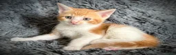 Mixed Breed cats for sale: 9 beautiful kittens looking for new homes  - Advert 15