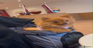 Pomeranian dogs - Advert 11