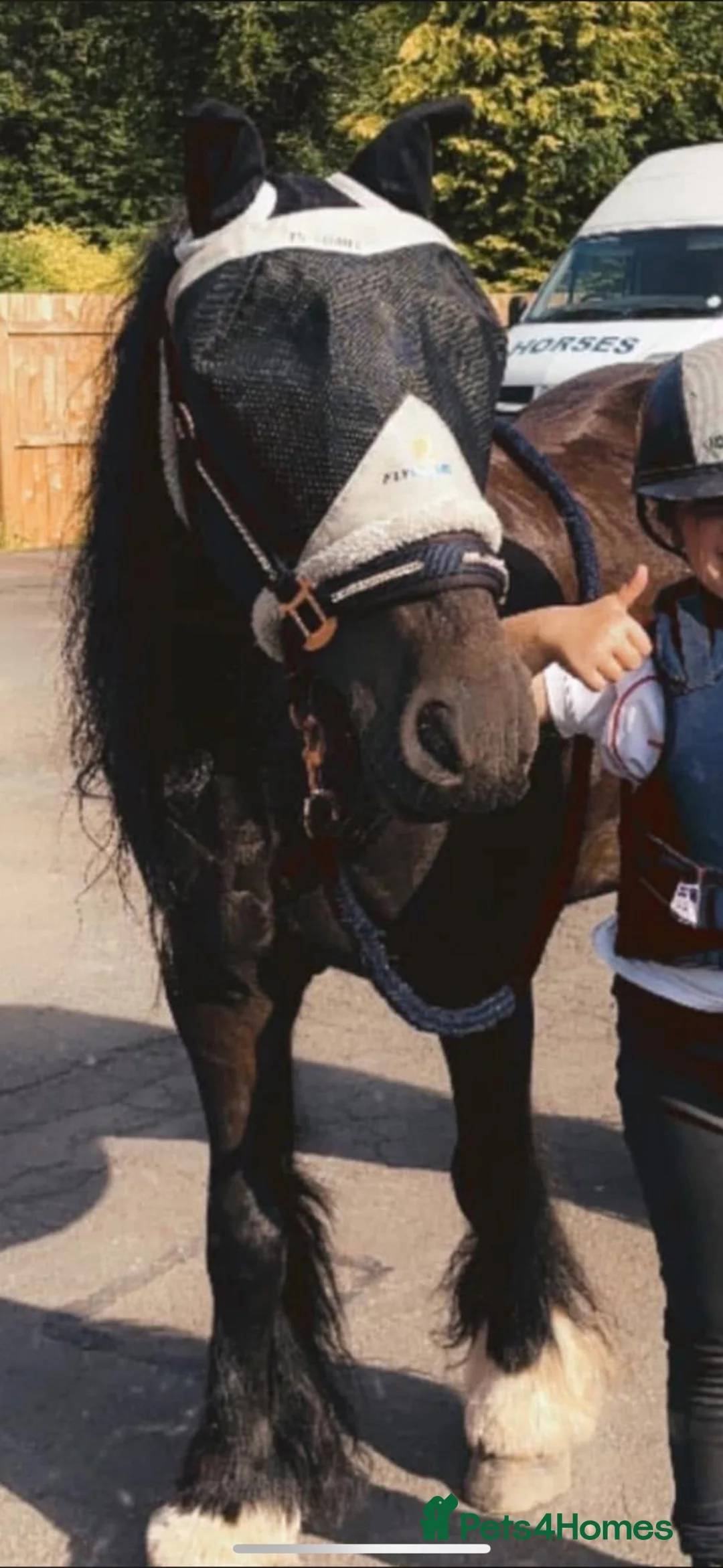 Irish Cob horses for sale: Gorgeous kids pony - Advert 2