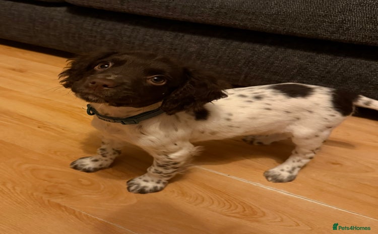 English Springer Spaniel dogs Springer spaniel pup  - Advert 1