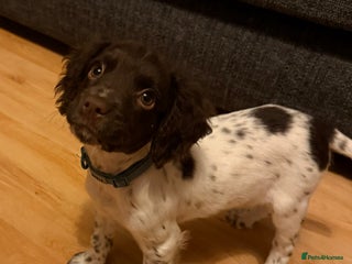 English Springer Spaniel dogs for sale: Springer spaniel pup - Advert 1