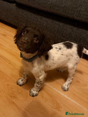English Springer Spaniel dogs Springer spaniel pup - Advert 1