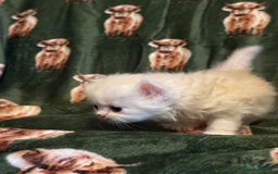 Persian cats for sale: 🌟 Trio of Precious, Purebred Persian Kittens 🌟 - Image 6