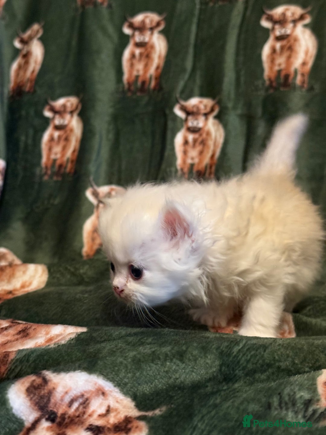 Persian cats for sale: 🌟 Trio of Precious, Purebred Persian Kittens 🌟 - Image 6
