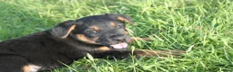 Huntaway dogs for sale: Huntaway puppies in Llanfyllin - Advert 8