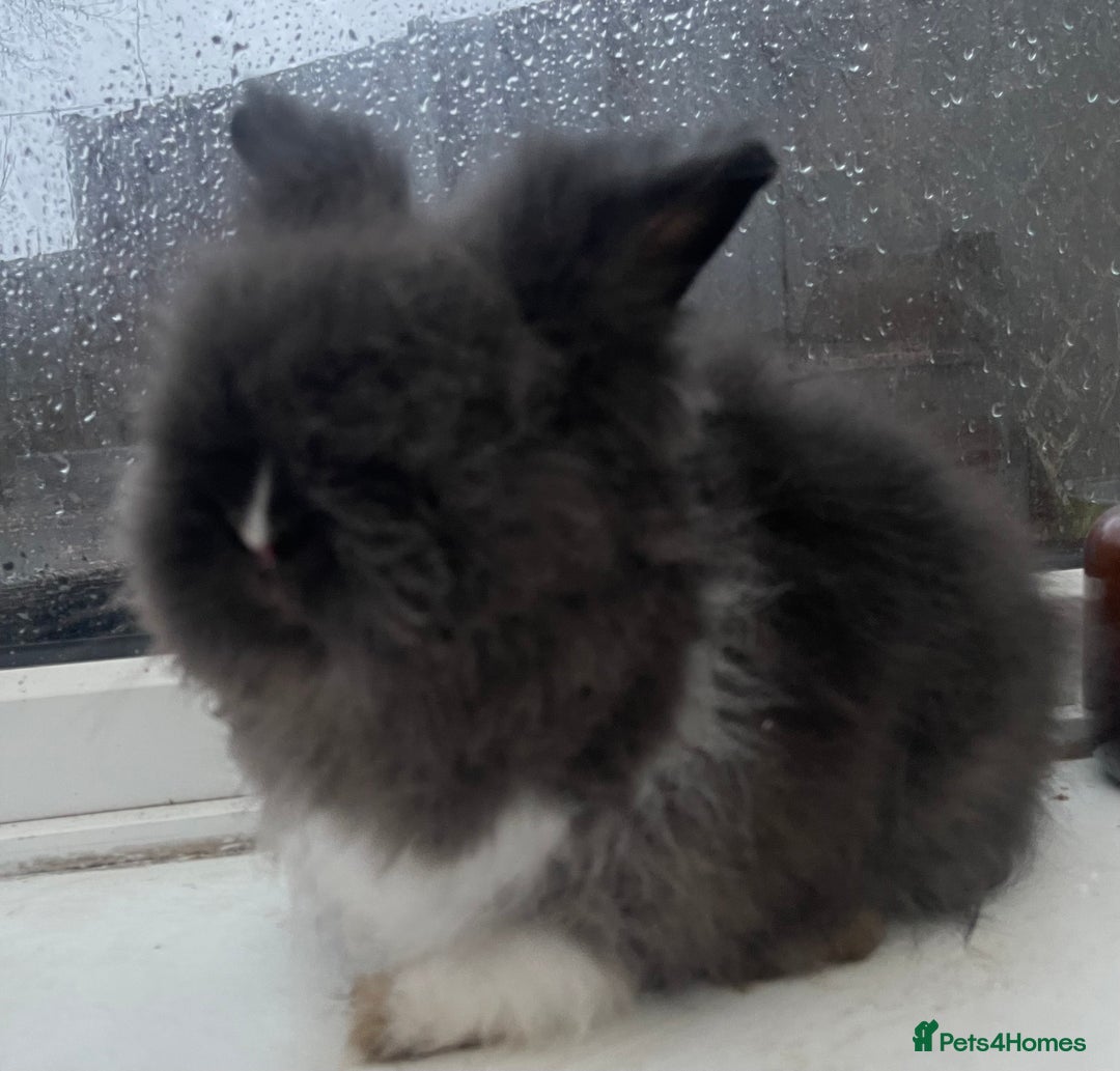 Lionhead rabbits for sale: Beautiful dwarf lion heads 🐰 💙 - Advert 4