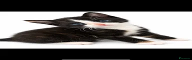 Domestic Shorthair 4