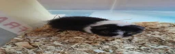 Guinea Pig rodents for sale: Baby Teddy boys and girls - Advert 3
