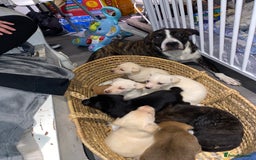 Mixed Breed dogs for sale: 8 beautiful staff cross shepsky pups  - Image 1