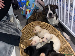 Mixed Breed dogs - Advert 3