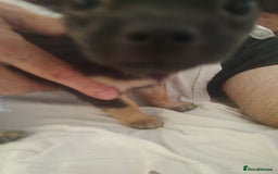Chihuahua dogs for sale: Adorable Loving hand reared ready now Chihuahuas - Image 10