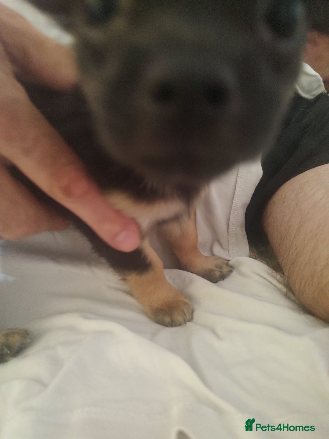 Chihuahua dogs for sale: Adorable Loving hand reared ready now Chihuahuas - Image 10