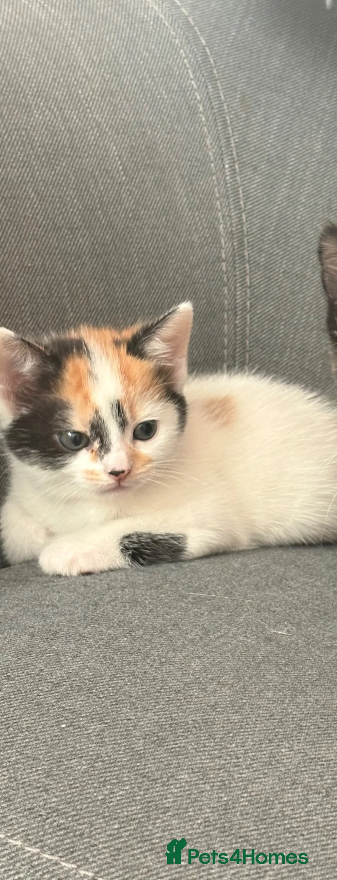 Mixed Breed cats for sale: Male kitten  in Lincoln - Advert 2