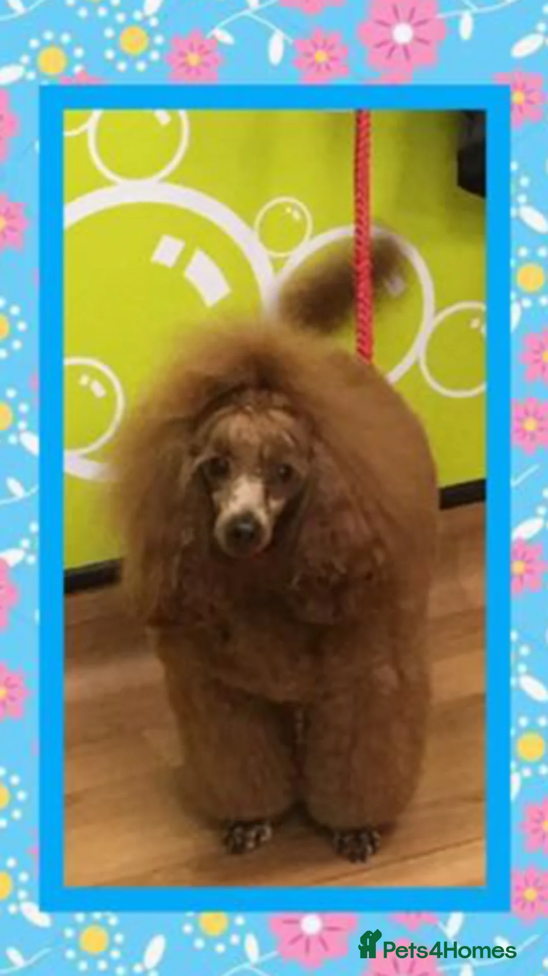 Miniature Poodle dogs for stud: Proven deep red champion import in Birmingham - Advert 2