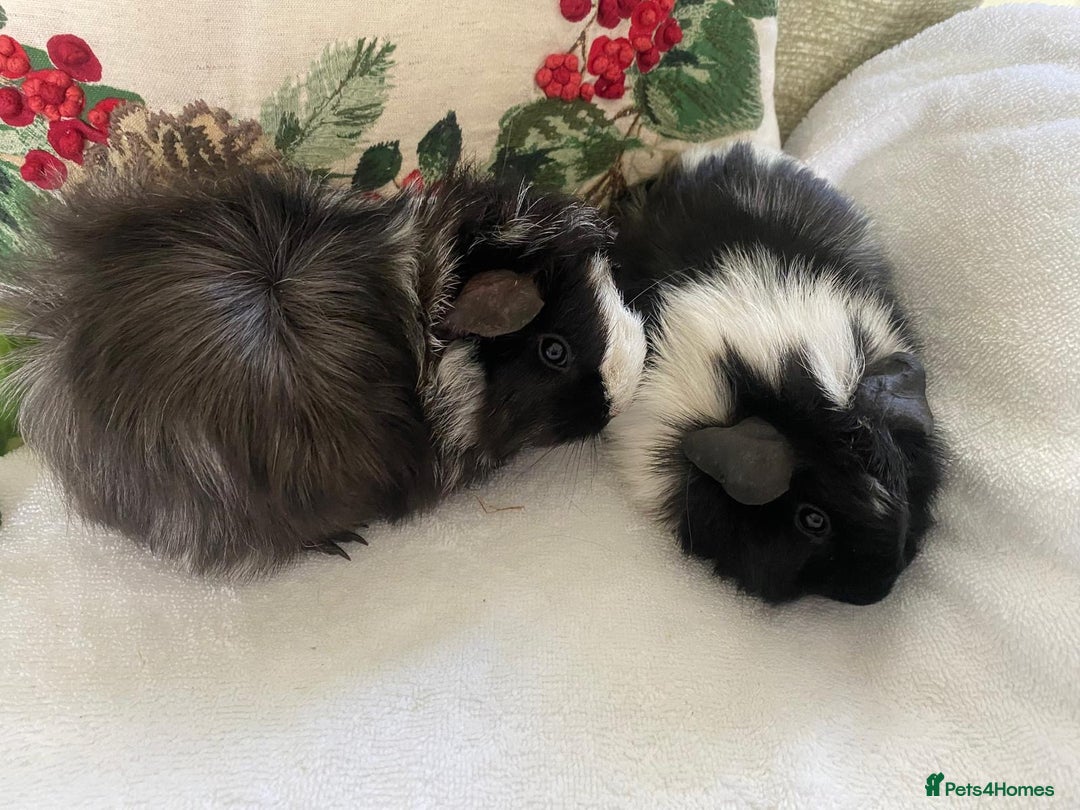 Guinea Pig rodents for sale: RESERVED 2x beautiful baby guinea GIRLS - Advert 4