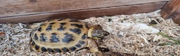 Tortoise reptiles for sale: 10 y old two Horsfield tortoises  - Advert 8