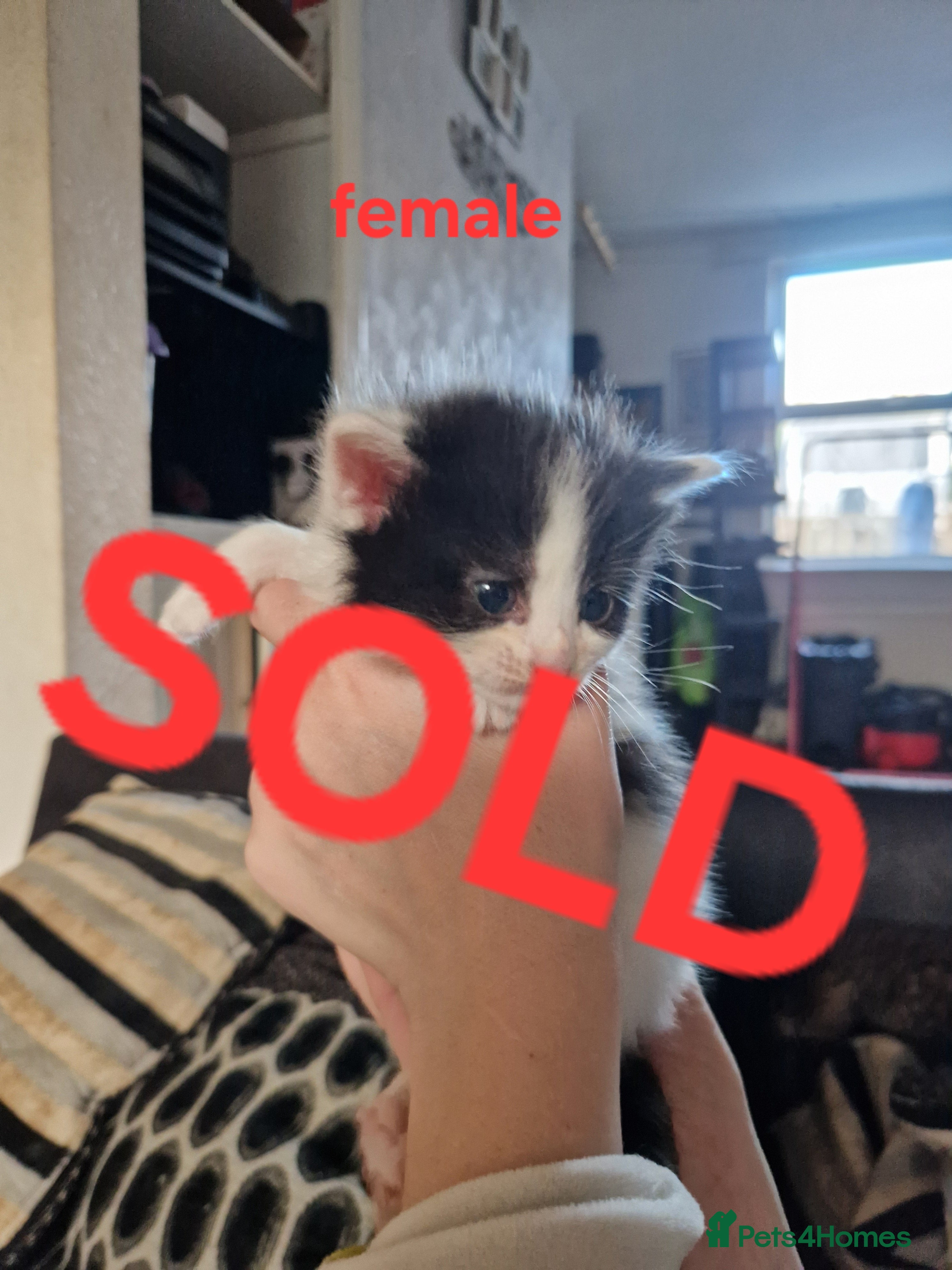 Mixed Breed cats 6 long and short haired fluffy kittens. - Advert 4