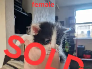 Mixed Breed cats 6 long and short haired fluffy kittens. - Advert 15