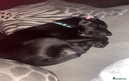 Patterjack dogs for sale: Otiss  - Image 1