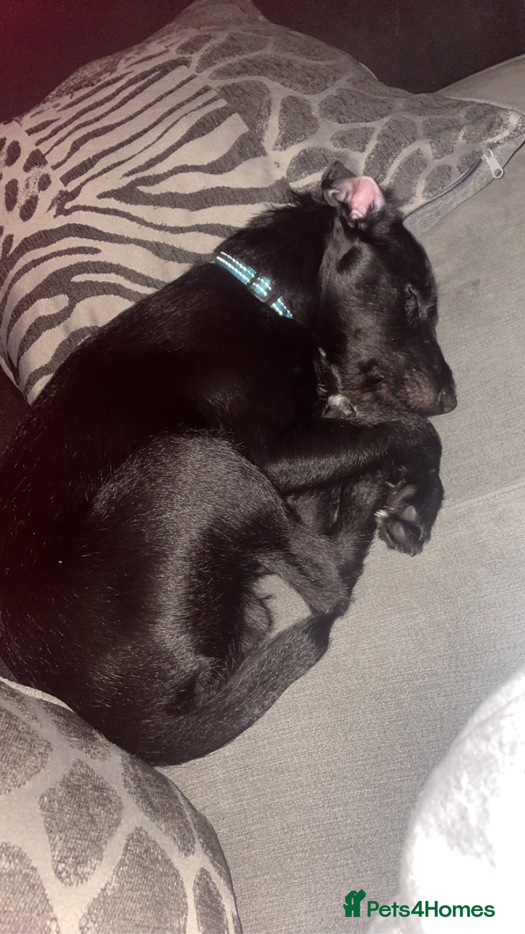 Patterjack dogs for sale: Otiss  - Image 1