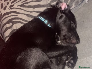 Patterjack dogs for sale - Advert 1