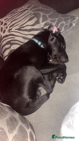 Patterjack dogs - Advert 1