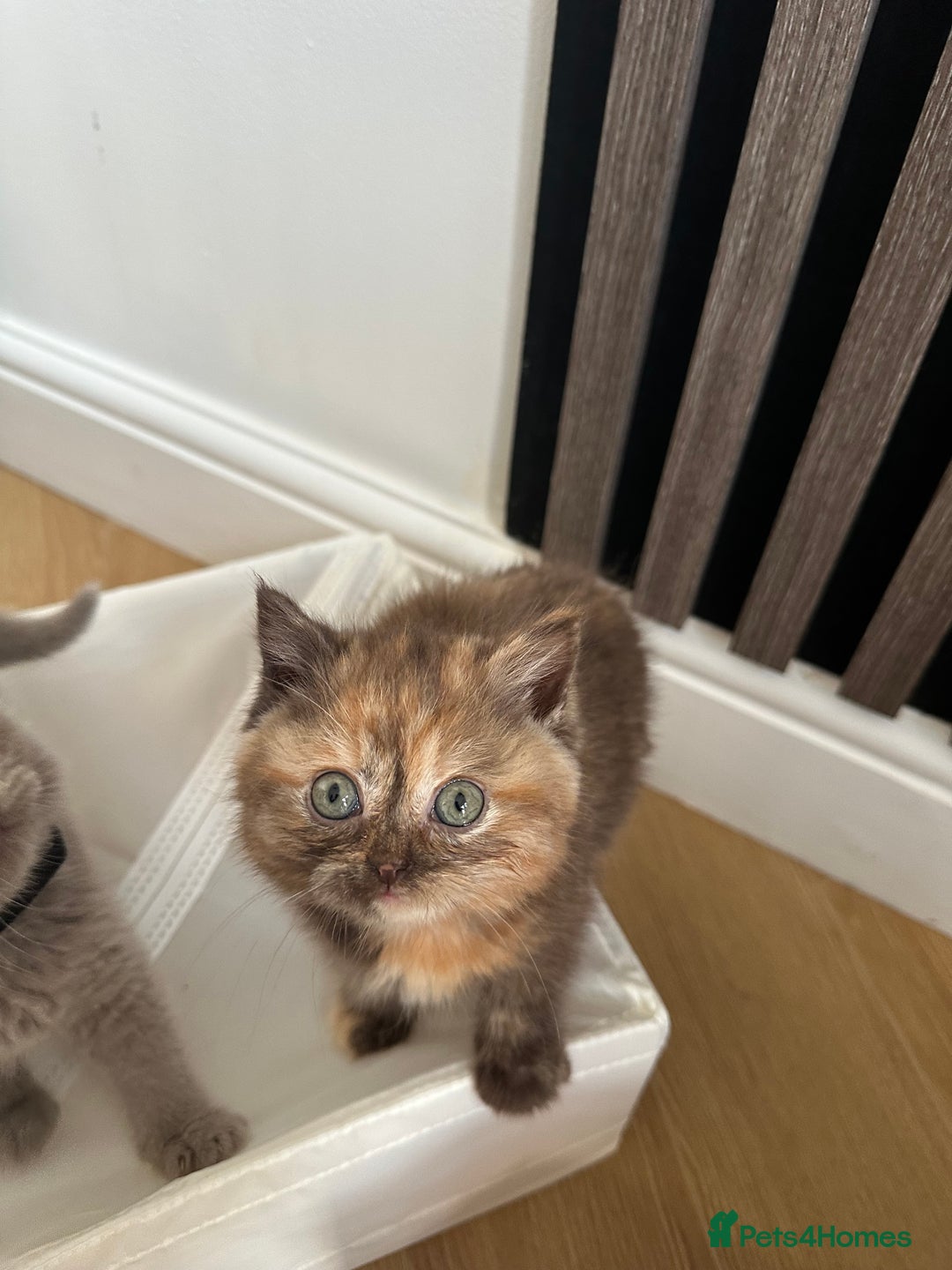 British Shorthair cats for sale: 🌈🌈😍😍Stunning Pure Pedigree Litter BSH ❤️❤️🌈🌈 - Advert 21