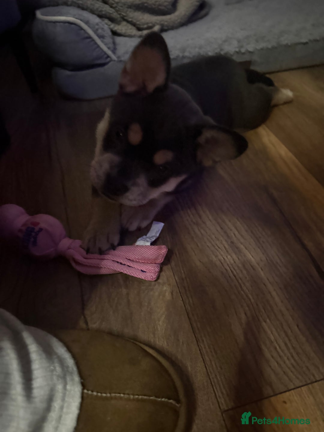 Mixed Breed dogs for sale: Frenchie chow  - Advert 3