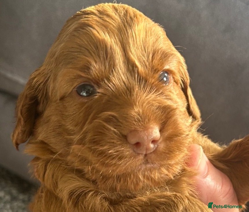 Cockapoo dogs Beautiful litter of cockapoos from family pets.  - Advert 1