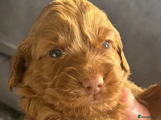 Cockapoo dogs Beautiful litter of cockapoos from family pets. - Advert 1