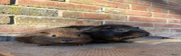 Guinea Pig rodents for sale: Handsome boars  - Advert 3