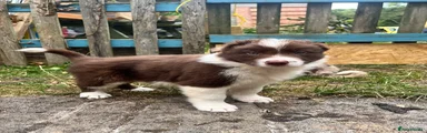 Border Collie 1