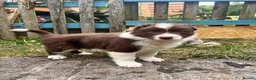Border Collie dogs for sale: ISDS/KC Border Collie puppies for sale  - Advert 23