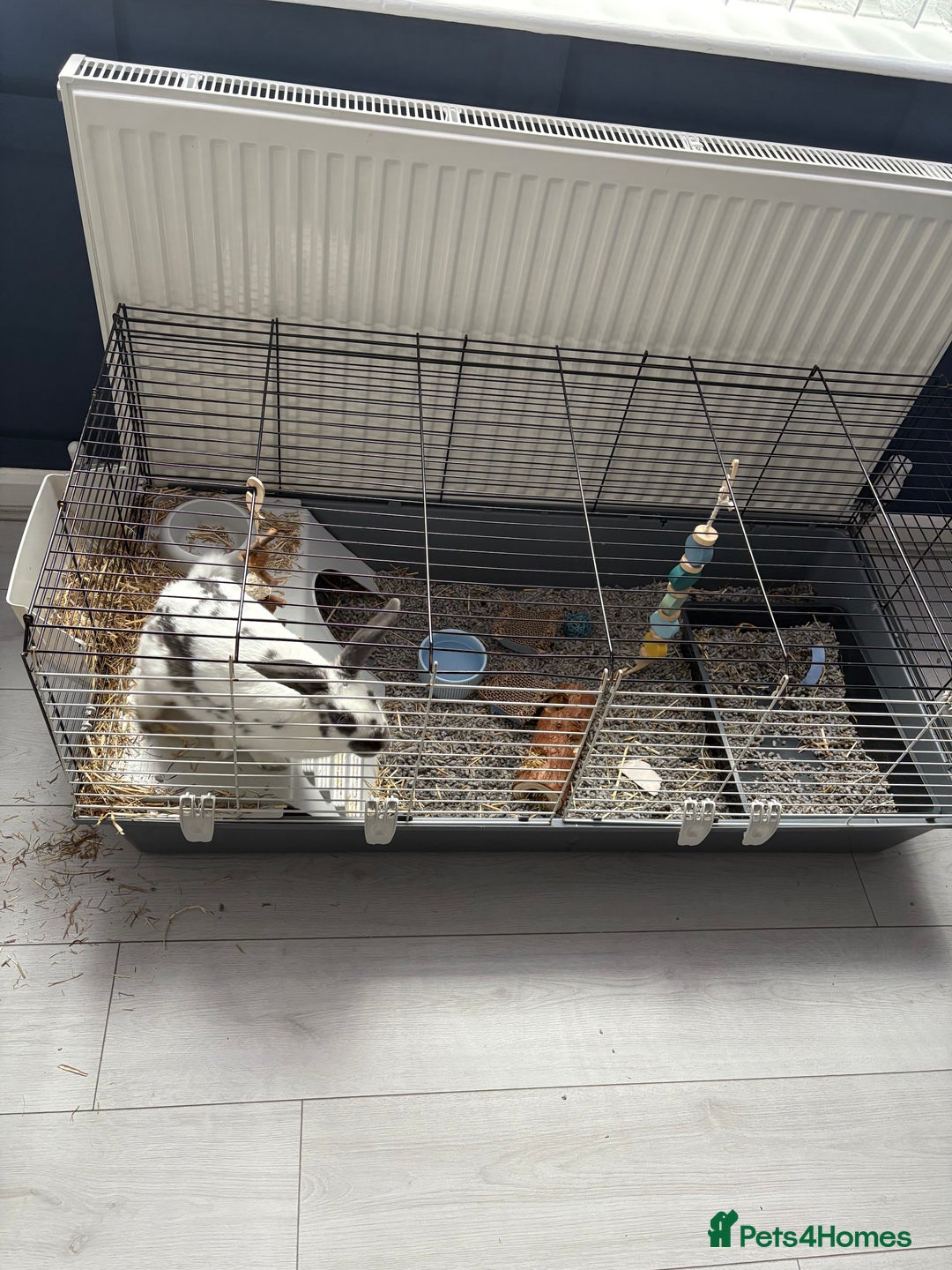 Mixed Breed rabbits for sale: Lovely cuddly bunny - Image 3