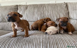 Staffordshire Bull Terrier dogs for sale: Amazing Red Staffordshire bullterrier puppies - Image 12