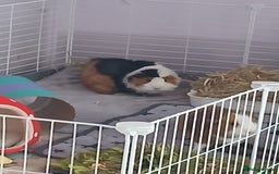 Guinea Pig rodents for sale: Pair of female guinea pigs with complete set up - Image 4