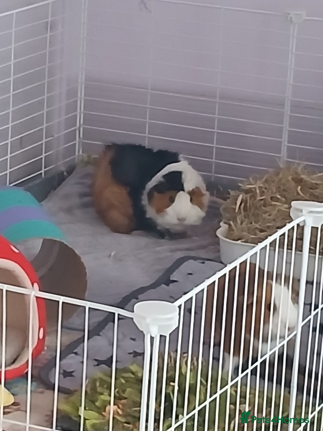 Guinea Pig rodents for sale: Pair of female guinea pigs with complete set up - Image 4