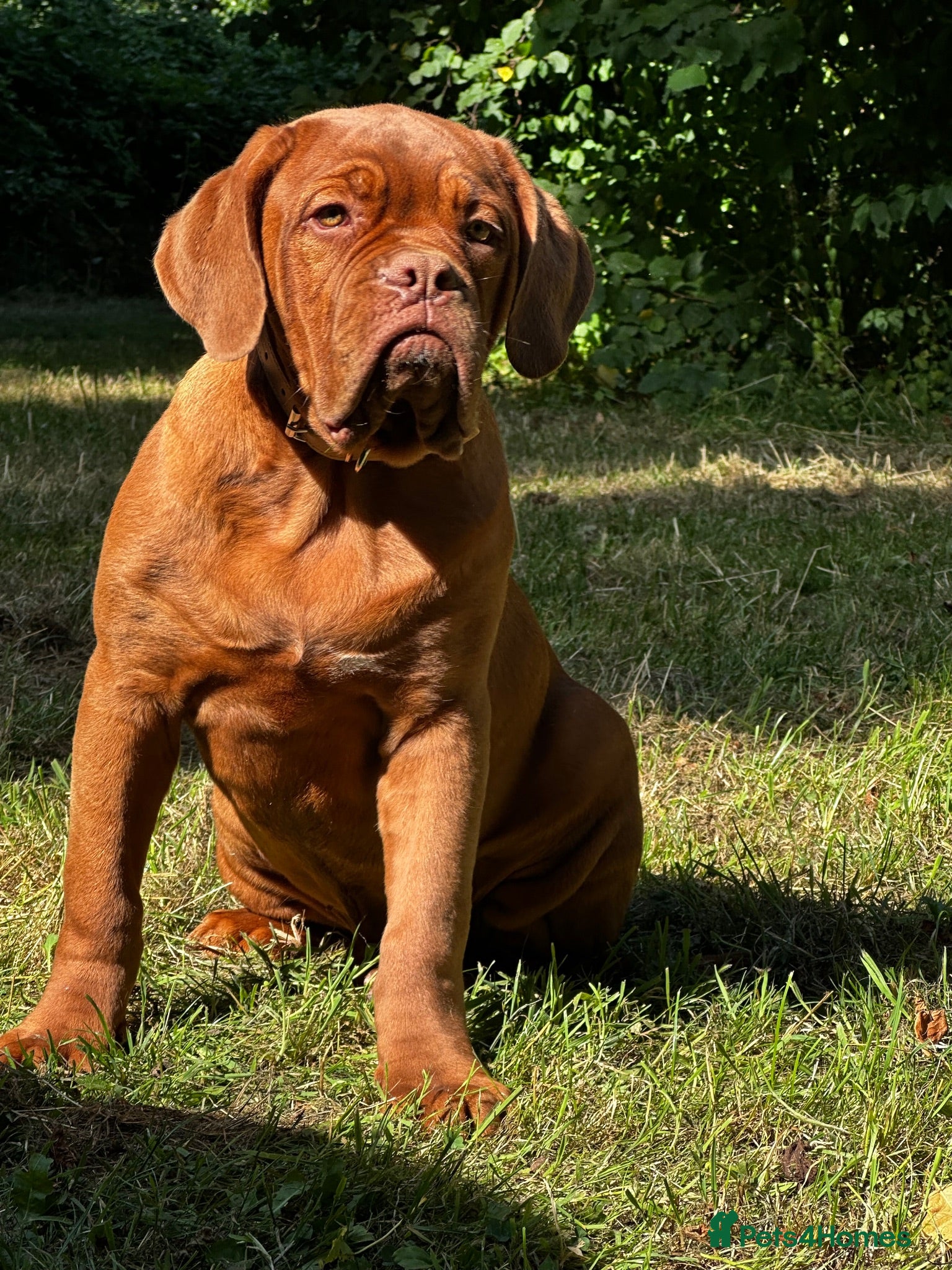 Dogue De Bordeaux dogs Genuine enquiries welcome ! - Advert 3