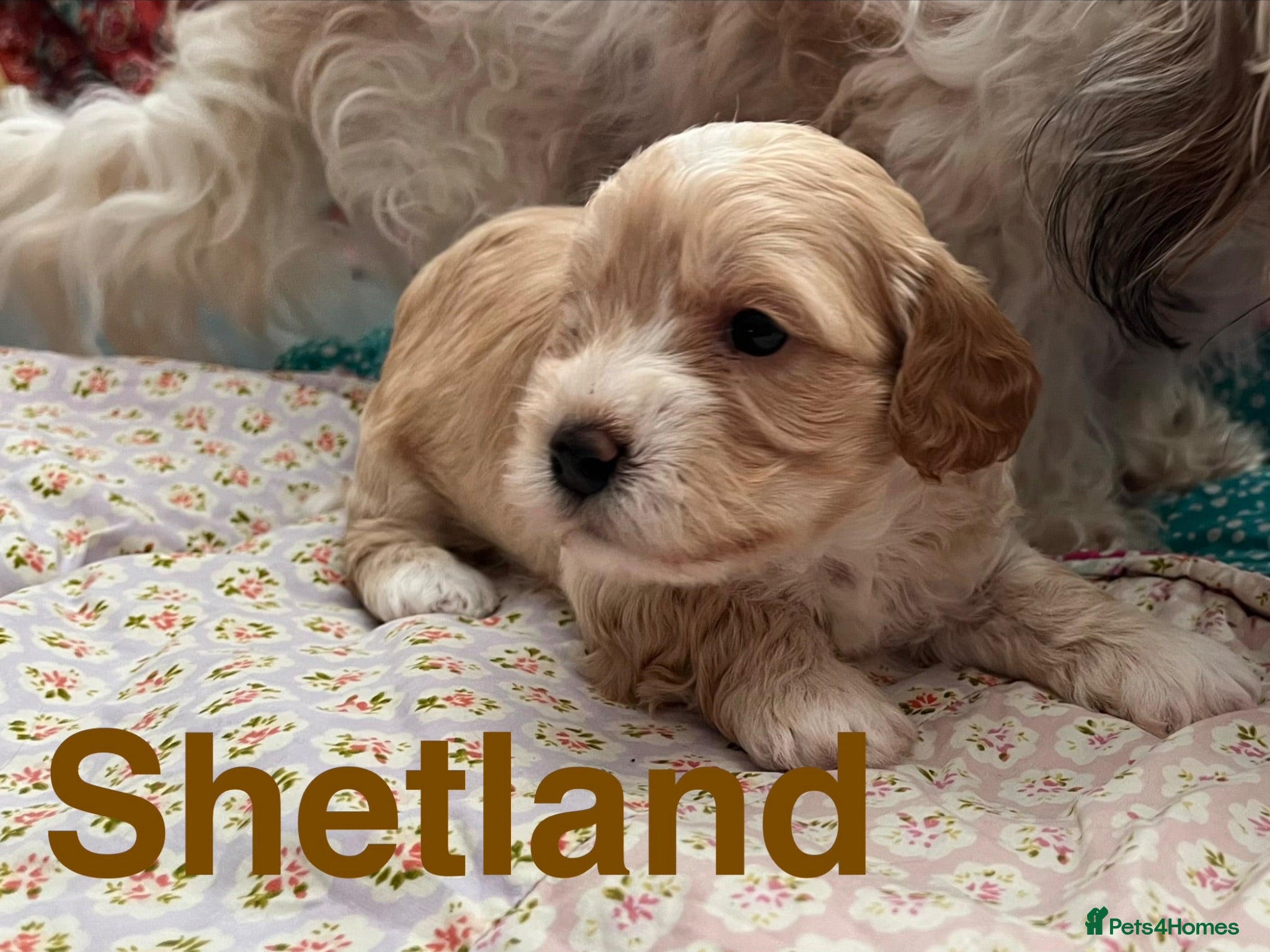 Maltipoo dogs Health Tested Cavachon x Maltipoo - Advert 1