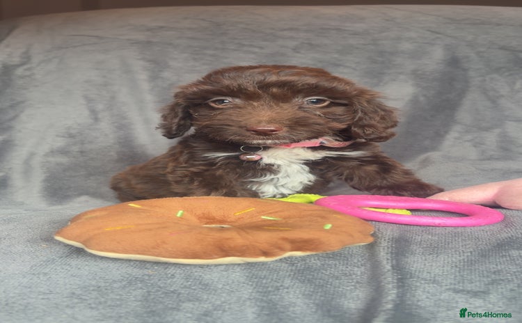 Cockapoo dogs - Advert 5