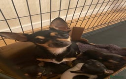 Chihuahua dogs for sale: Tiny Brown Chihuahua boy  - Image 2