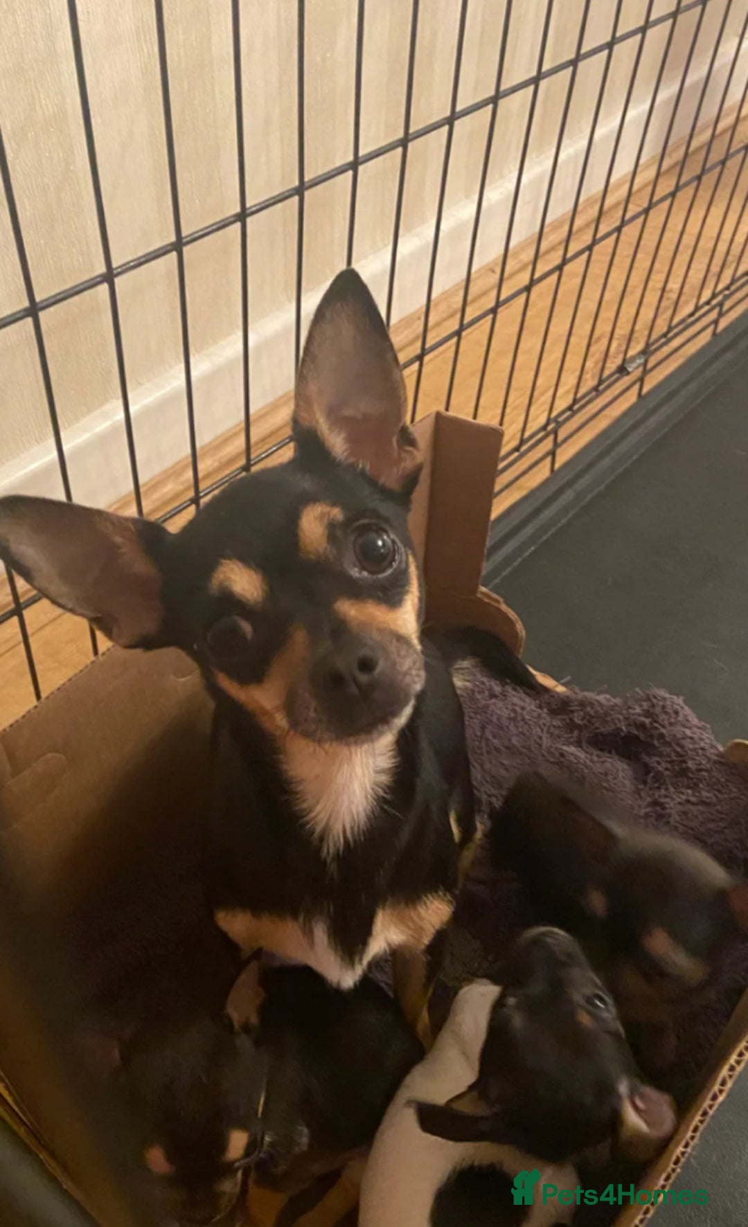 Chihuahua dogs for sale: Tiny Brown Chihuahua boy  - Image 2