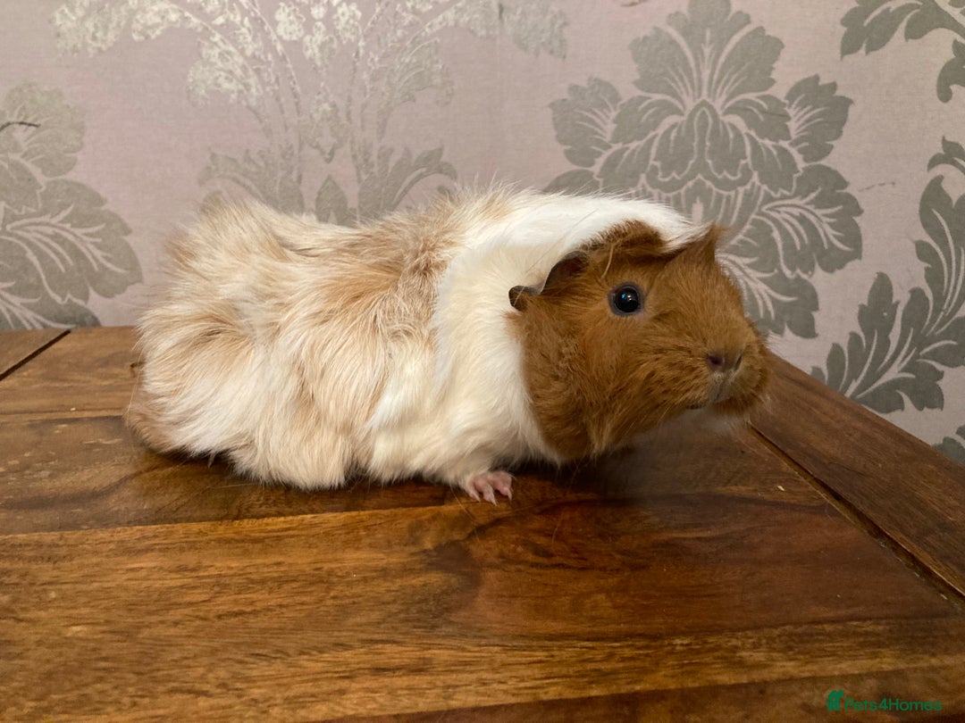 Guinea Pig rodents for sale: FEMALE Guinea pigs  - Advert 8