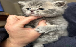 Scottish Fold cats for sale: Pure breed SCOTTISH FOLD - Image 29