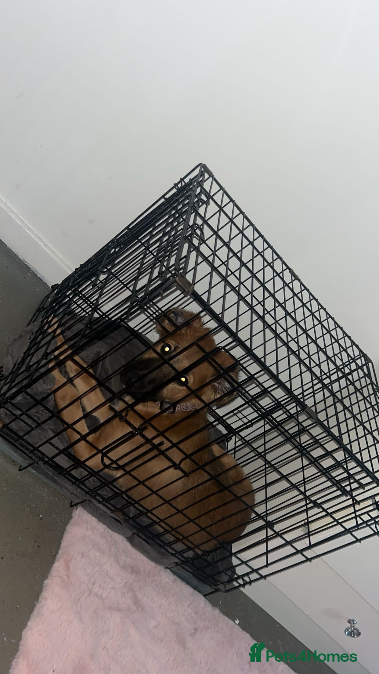 Mixed Breed dogs Mixed breed  - Advert 1