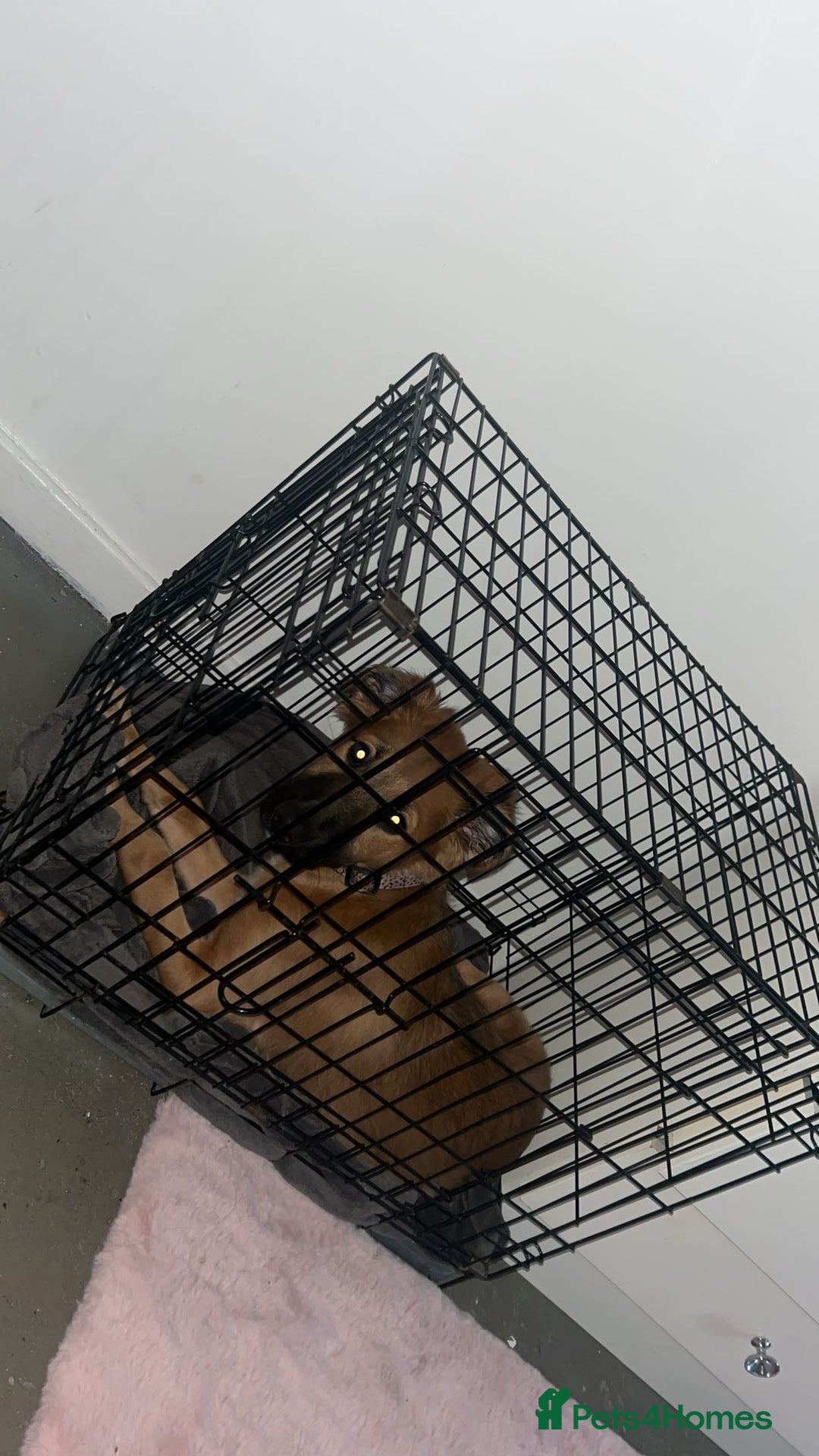 Mixed Breed dogs for sale: Mixed breed  - Advert 1