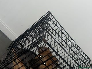 Mixed Breed dogs Mixed breed - Advert 1