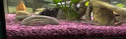 Cichlids fish for sale: Kribensis various sizes & breeding pair for sale  - Advert 4