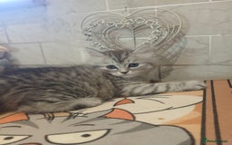 Scottish Fold cats for sale: ready to leave!! 2 Scottish straights  - Image 5