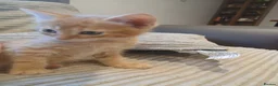 Domestic Shorthair cats for sale: Kittens - Advert 4